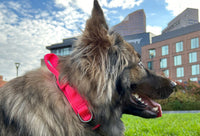 Thumbnail for Tactical Tracking Tag Compatible Dog Collar & Leash Combo | Tracking Compatible Collar and Tactical Leash Set