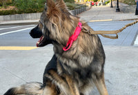 Thumbnail for Tactical Tracking Tag Compatible Dog Collar & Leash Combo | Tracking Compatible Collar and Tactical Leash Set