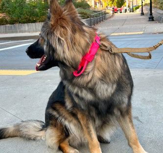 Tactical Dog Collar & Leash Combo | Collar With Handle and Bungee Leash Set