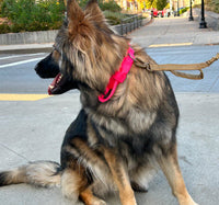 Thumbnail for Tactical Dog Collar & Leash Combo | Collar With Handle and Bungee Leash Set
