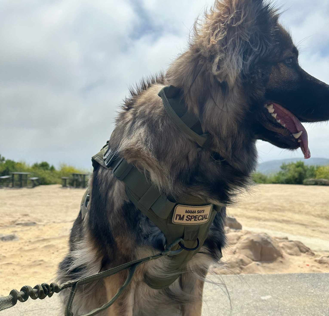Tactical Dog Harness, Collar & Leash Combo | Heavy Duty Set Made For Medium and Large Breeds