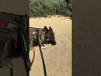 Hands Free Running Dog Leash with Dual Handles | Waist Belt, Pack and Bungee Leash