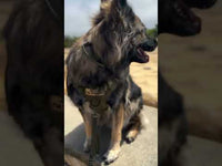 Tactical Dog Harness | Heavy Duty for Medium and Large Breeds | With No Pull Front Ring and MOLLE System